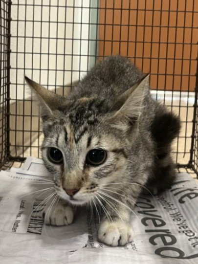 HELEN - Domestic Short Hair available for adoption