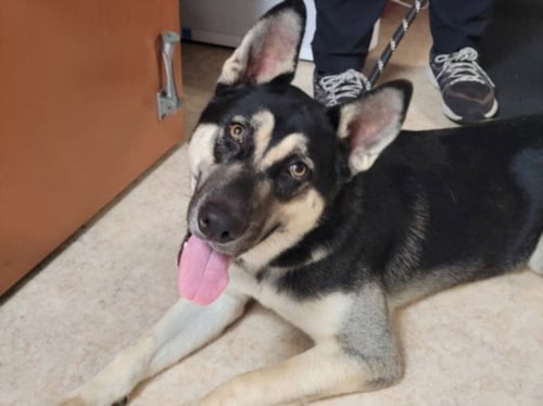 MAVIS - German Shepherd Dog available for adoption