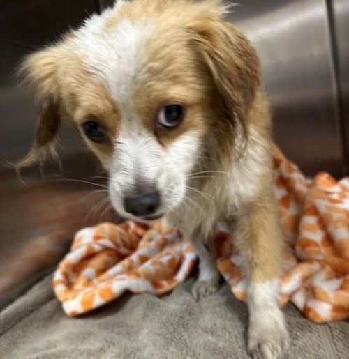A2287233 - Cocker Spaniel available for adoption