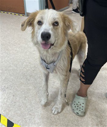 LADY - Australian Shepherd available for adoption