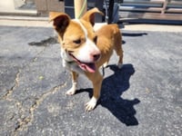 ROXY - Photo 1