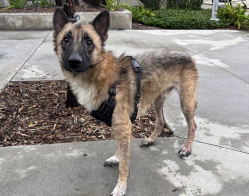 FRITZ - German Shepherd Dog available for adoption