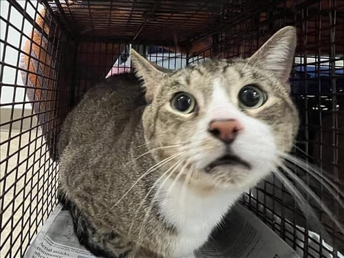 FRIJOLE - Domestic Short Hair available for adoption