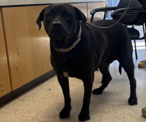 ROXY - Pit Bull Terrier available for adoption