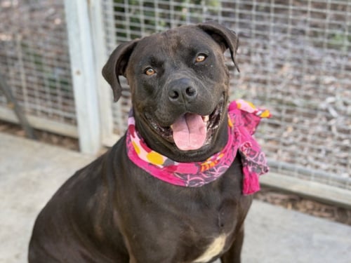 ROXY - Labrador Retriever / Pit Bull Terrier available for adoption