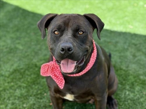 ROXY - Pit Bull Terrier available for adoption