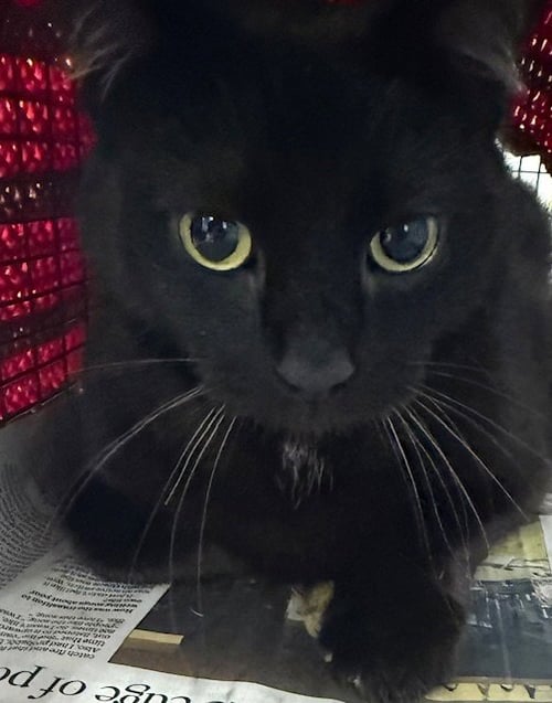 SURI - Domestic Short Hair available for adoption