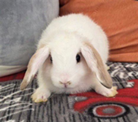 WHISPER - Mini Lop available for adoption