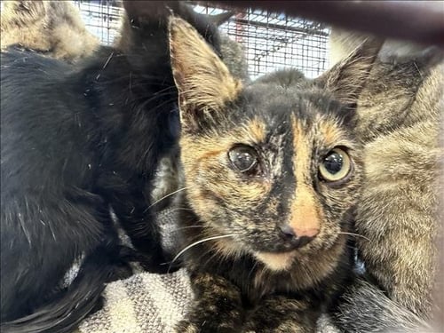 A2296667 - Domestic Short Hair available for adoption