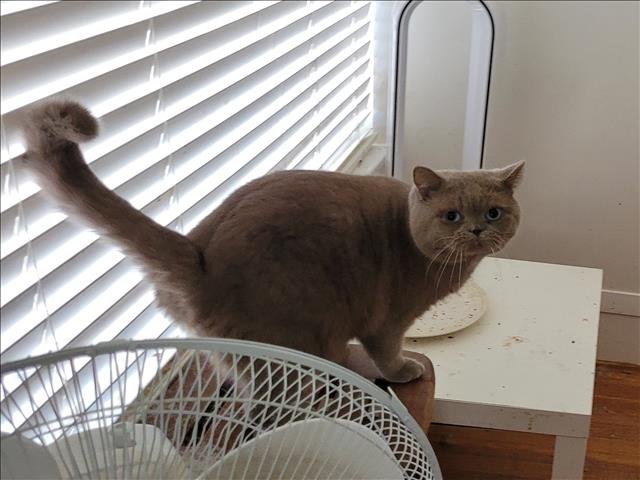 MARBLE - British Shorthair available for adoption