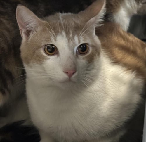 A2263129 - Domestic Short Hair available for adoption