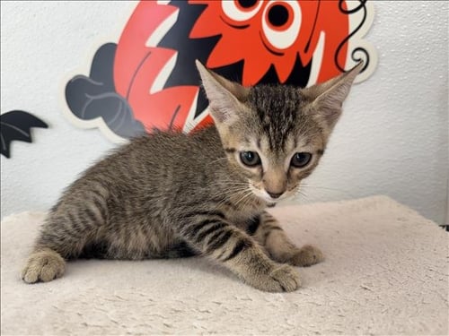 OLLIE - Domestic Short Hair available for adoption