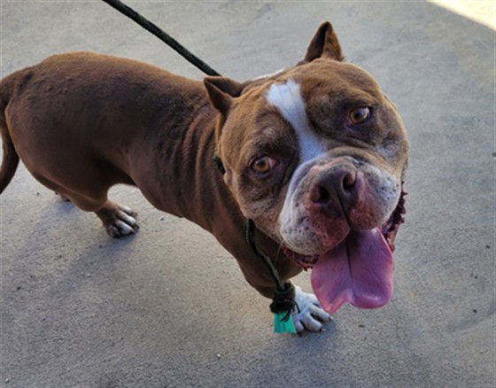 ODIN - Pit Bull Terrier available for adoption