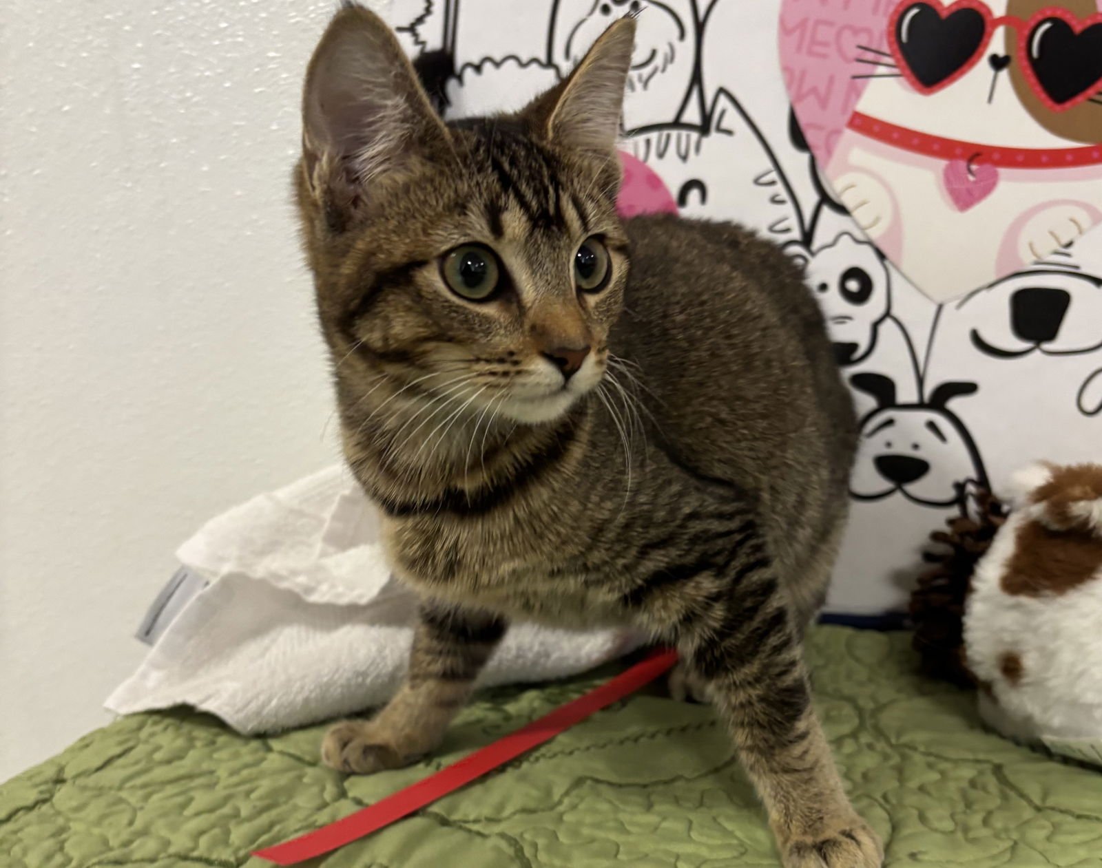 NENA - Domestic Short Hair available for adoption