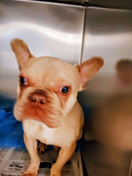 PAPA - French Bulldog available for adoption