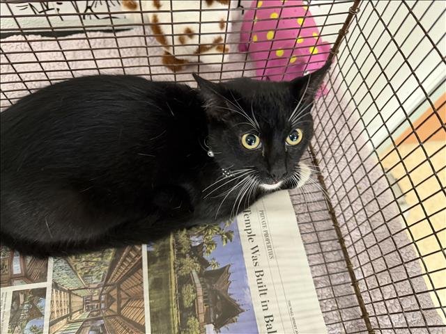 MICKEY - Domestic Short Hair available for adoption