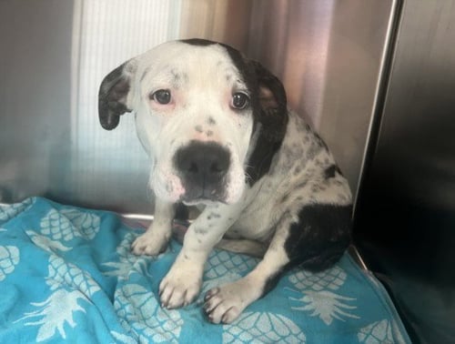 MADDIE - Pit Bull Terrier available for adoption