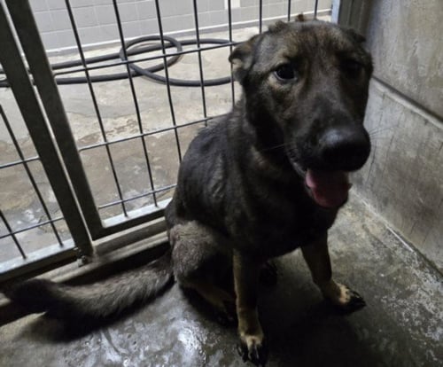 JOLINA - German Shepherd Dog available for adoption