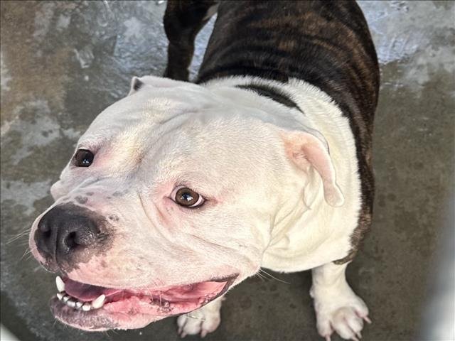 ALBINE - Pit Bull Terrier available for adoption