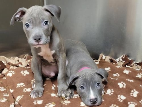 CECIL - Pit Bull Terrier available for adoption