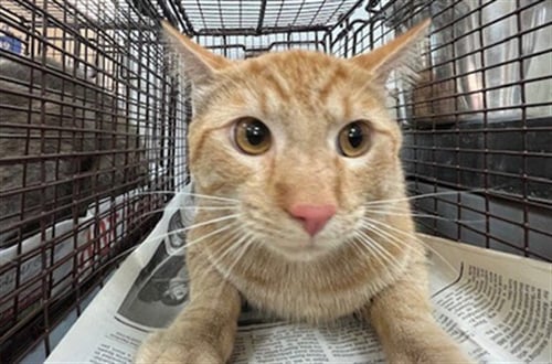 ZEUS - Domestic Short Hair available for adoption