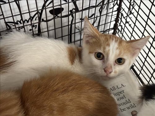 A2291815 - Domestic Short Hair available for adoption