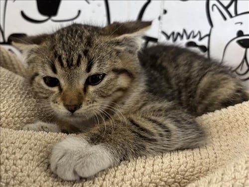 JACK - Domestic Short Hair available for adoption