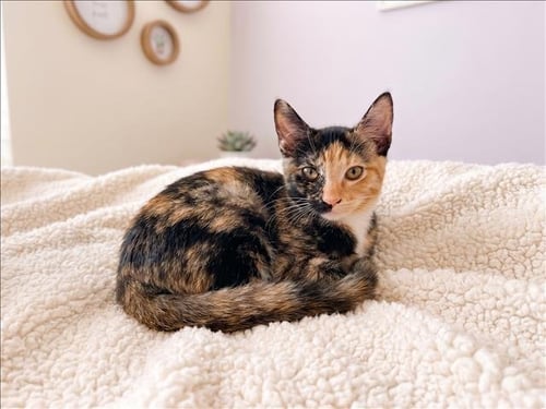 A2292659 - Domestic Short Hair available for adoption