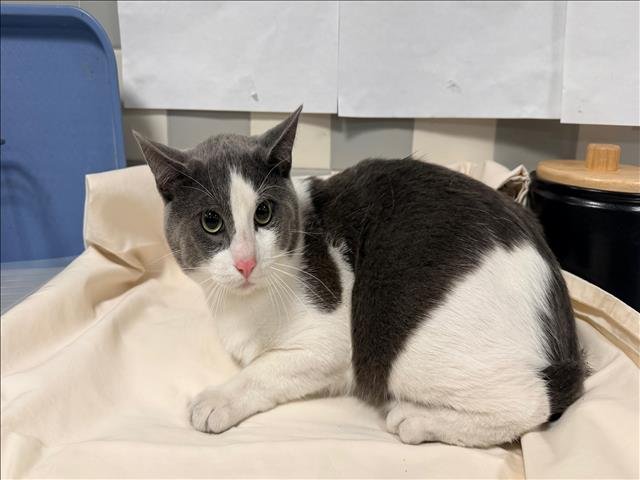 KITE - Domestic Short Hair available for adoption