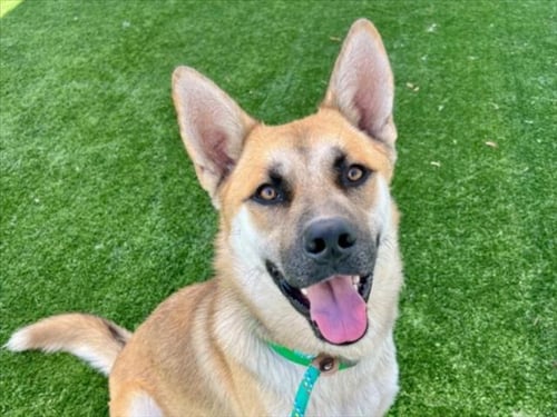 CHARLIE - Jindo (Korean) available for adoption