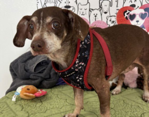 JOSIE - Chihuahua available for adoption