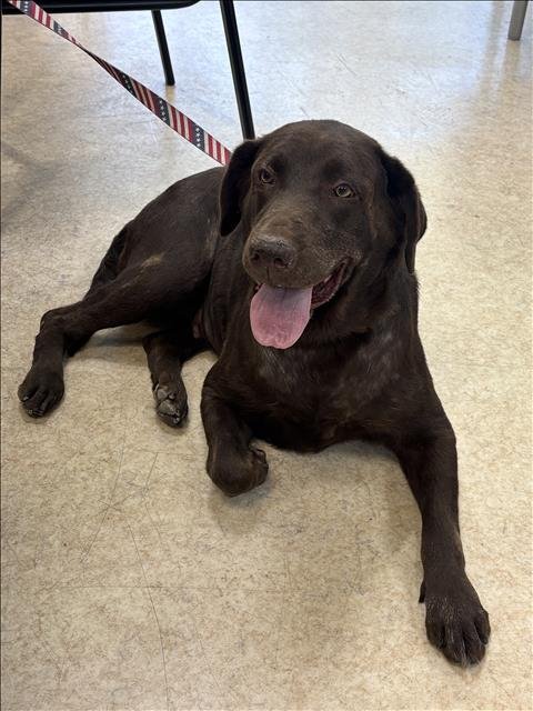 STELLA - Labrador Retriever available for adoption