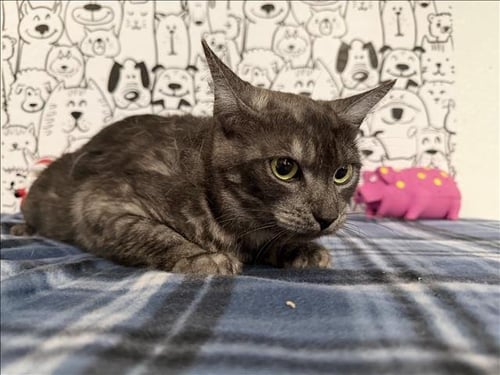 LUNA - Domestic Short Hair available for adoption