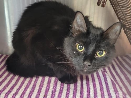 FIONA - Domestic Short Hair available for adoption
