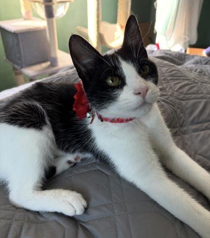 LULU - Domestic Short Hair available for adoption