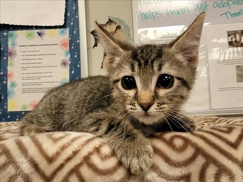 GUMDROP - Domestic Short Hair available for adoption