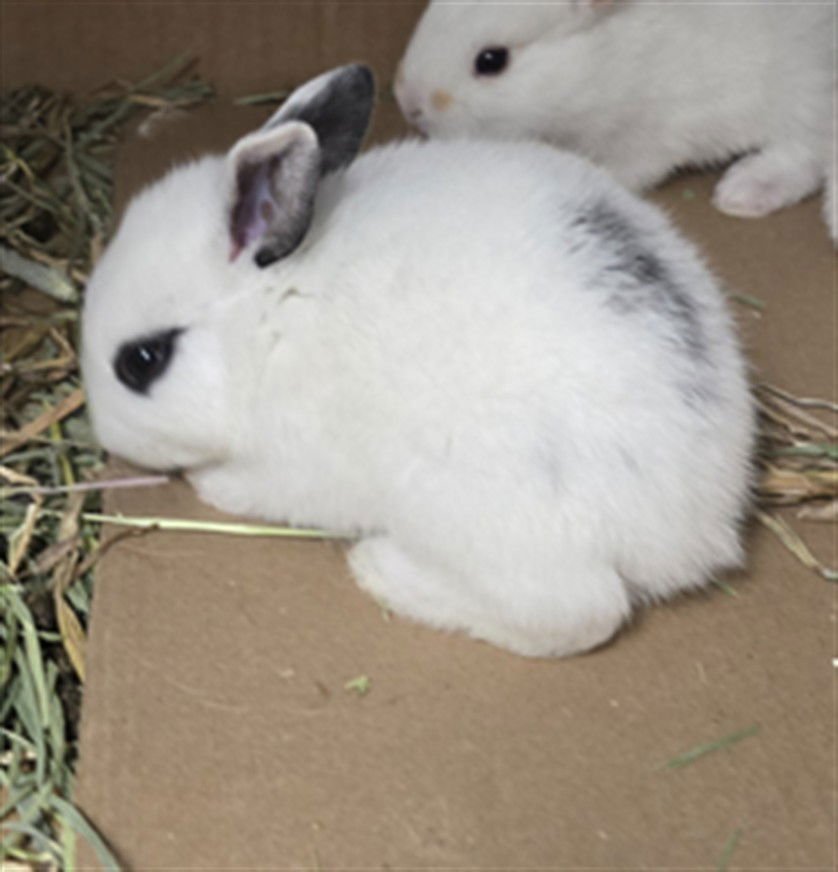 SCOOPS - Shorthaired Rabbit available for adoption