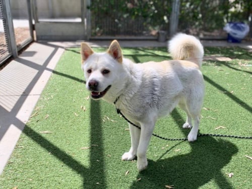 SALLY - American Eskimo Dog available for adoption