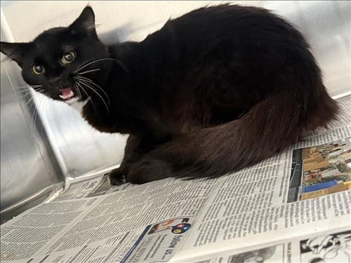ROSCO - Domestic Short Hair available for adoption