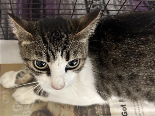 TAMMY - Domestic Short Hair available for adoption