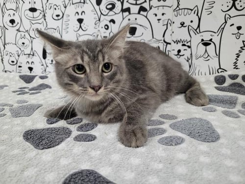 SILVER - Domestic Medium Hair available for adoption
