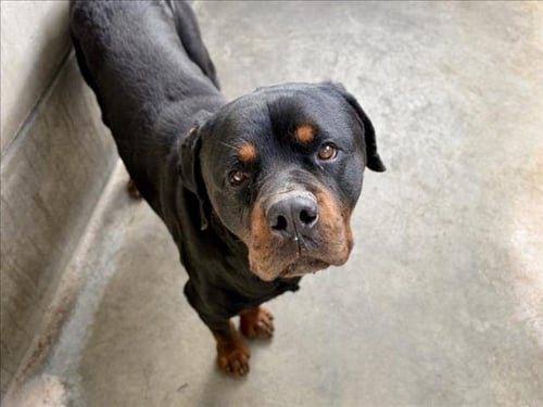 THOR - Rottweiler available for adoption