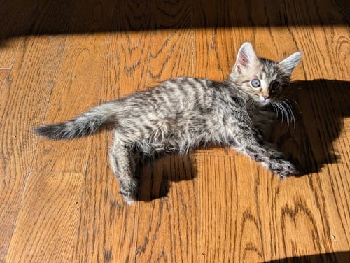 SPICE - Domestic Long Hair available for adoption