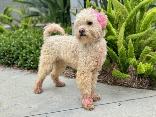 MUNCHKIN - Poodle (Miniature) available for adoption