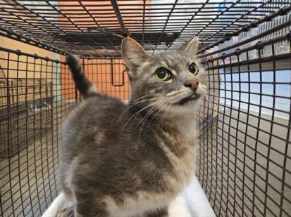 GUMBY - Domestic Short Hair available for adoption