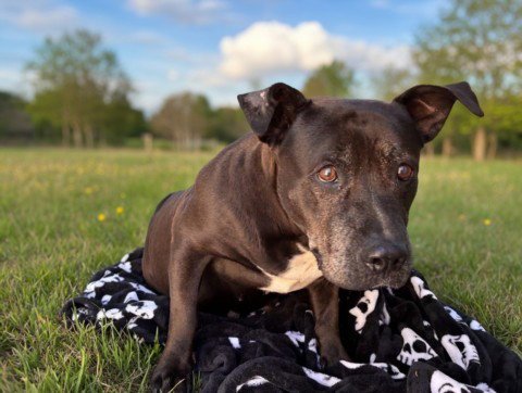 MABLE - American Pit Bull Terrier available for adoption