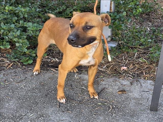 KOVU - American Staffordshire Terrier available for adoption