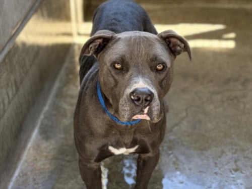 CHAPO - American Pit Bull Terrier available for adoption