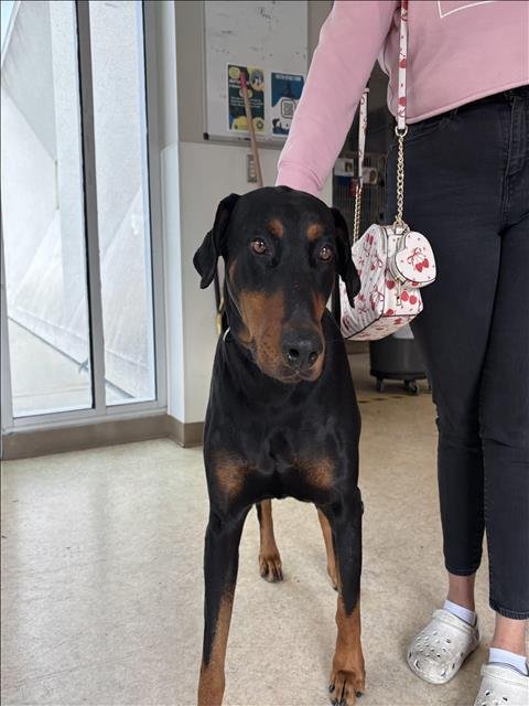 MILO - Doberman Pinscher available for adoption