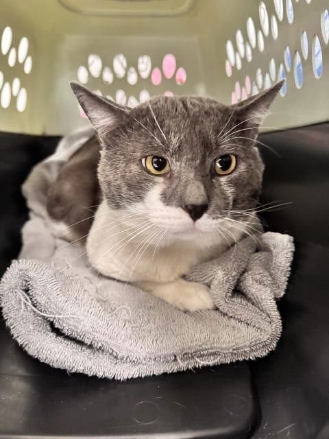 SMOKEY - Domestic Short Hair available for adoption